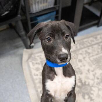 Sam -  Labrador Retriever and Mixed Breed Dog for Adoption in Pawling, New York - Sam | PetCurious