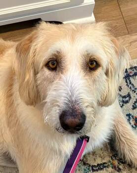 Willy Wonka -  Poodle and Irish Wolfhound Dog for Adoption in Garland, Texas - Willy Wonka | PetCurious