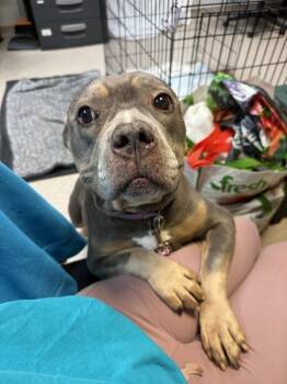 Rescue Mixed Breed Dogs for Adoption in New York, New York - Laguardia | PetCurious