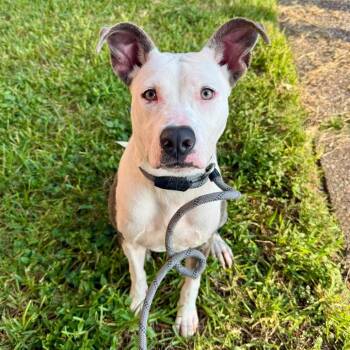 Noelle -  American Staffordshire Terrier Dog for Adoption in Pittsburgh, Pennsylvania - Noelle | PetCurious