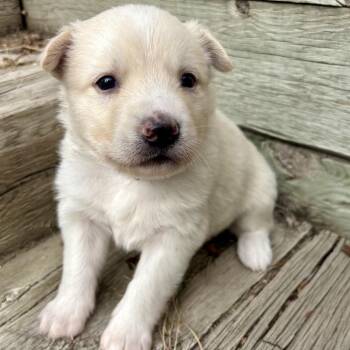 Husky and Mixed Breed Dogs Available for Adoption - 174 (2026) Winnie | PetCurious