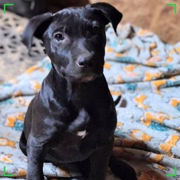 Rescue Labrador Retriever and Mixed Breed Dogs for Adoption in Enterprise, Alabama - Payton | PetCurious