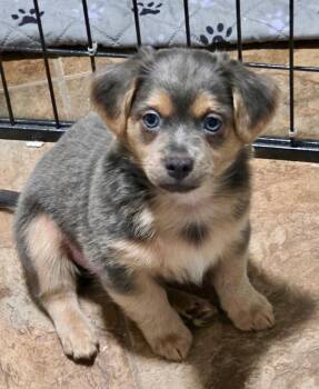 Lilo-Fluffy Chi Mix Puppy! -  Chihuahua and Mixed Breed Dog for Adoption in Fort Myers, Florida - Lilo-Fluffy Chi Mix Puppy! | PetCurious