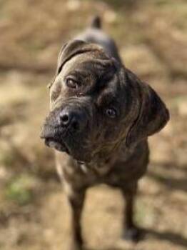 Cane Corso and Mastiff Dogs Available for Adoption - Bruno | PetCurious