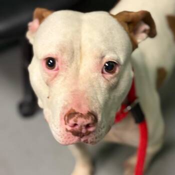 Mixed Breed Dogs Available for Adoption in Philadelphia, Pennsylvania - Diamond | PetCurious