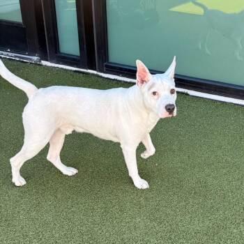 Terrier Dogs Available for Adoption - Jasper | PetCurious
