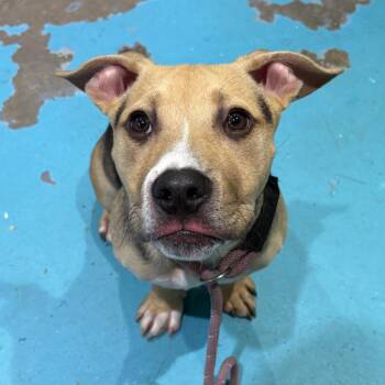 Bruno -  Mixed Breed Dog for Adoption in Rocky Mount, Virginia - Bruno | PetCurious