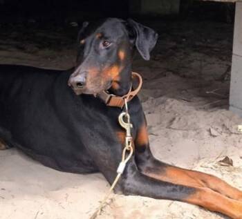 APOLLO -  Doberman Pinscher Dog for Adoption in Fernandina Beach, Florida - APOLLO | PetCurious