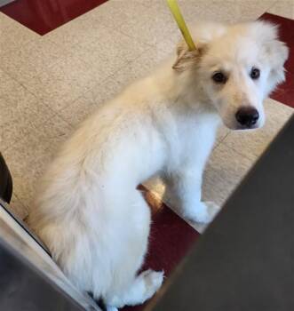 Great Pyrenees Dogs Available for Adoption in Plano, Texas - Scout A217751 | PetCurious