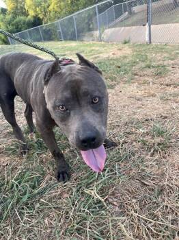 A479967 -  American Staffordshire Terrier and Mixed Breed Dog for Adoption in Oklahoma City, Oklahoma - A479967 | PetCurious