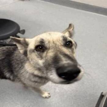 Gustav -  German Shepherd Dog Dog for Adoption in Indianapolis, Indiana - Gustav | PetCurious