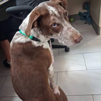 Samson -  German Shorthaired Pointer Dog for Adoption in Lufkin, Texas - Samson | PetCurious