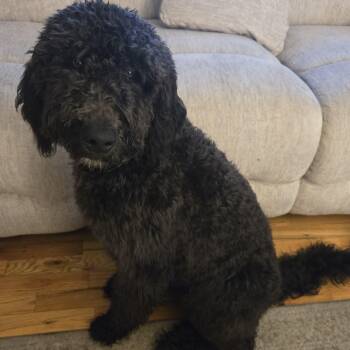 Aussiedoodle Dogs Available for Adoption - MOOSE MIDNIGHT (in NY) Meet And Greet | PetCurious