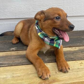 Ender -  Australian Cattle Dog Blue Heeler Dog for Adoption in Tomah, Wisconsin - Ender | PetCurious