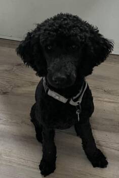 Poodle and Labrador Retriever Dogs Available for Adoption - Ziggy | PetCurious