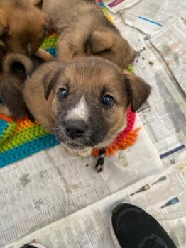 Shepherd and Great Pyrenees Dogs Available for Adoption in Winnipeg, Manitoba - Fennel | PetCurious