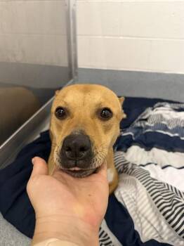 BAILEY -  Rhodesian Ridgeback and Pit Bull Terrier Dog for Adoption in Indianapolis, Indiana - BAILEY | PetCurious