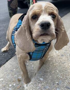 Cocker Spaniel Dogs Available for Adoption in Westminster, Maryland - Jenny | PetCurious