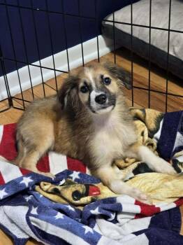 River -  Spaniel and Cattle Dog Dog for Adoption in Willingboro, New Jersey - River | PetCurious
