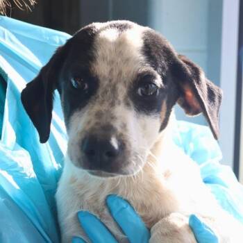 Rescue Rottweiler Dogs for Adoption in San Antonio, Texas - Sky | PetCurious