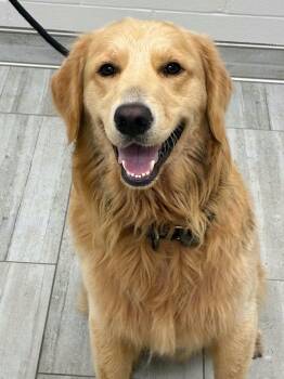 Ranger the Golden Retriever -  Golden Retriever Dog for Adoption in Muskego, Wisconsin - Ranger The Golden Retriever | PetCurious