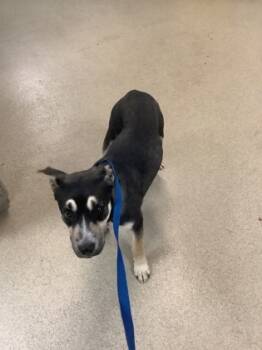 Rescue Shepherd and Mixed Breed Dogs for Adoption in Fort Worth, Texas - 58870844 | PetCurious