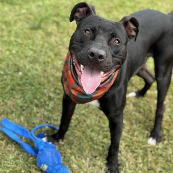 Rescue Pit Bull Terrier Dogs for Adoption in Greensboro, North Carolina - Jetson | PetCurious