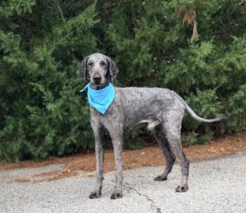 Nashville -  Standard Poodle Dog for Adoption in Raleigh, North Carolina - Nashville | PetCurious