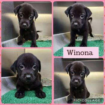 Winona -  Labrador Retriever and Pit Bull Terrier Dog for Adoption in Ringwood, New Jersey - Winona | PetCurious