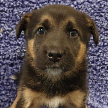 Olive D11446 -  German Shepherd Dog and Labrador Retriever Dog Available for Adoption - Olive D11446 | PetCurious