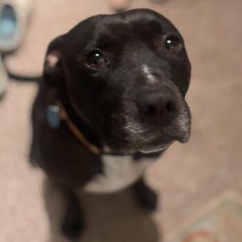 Ed Hardy -  Mixed Breed Dog for Adoption in Whittier, California - Ed Hardy | PetCurious