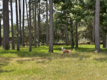 Rescue Hound Dogs for Adoption in Spring, Texas - Tucker | PetCurious