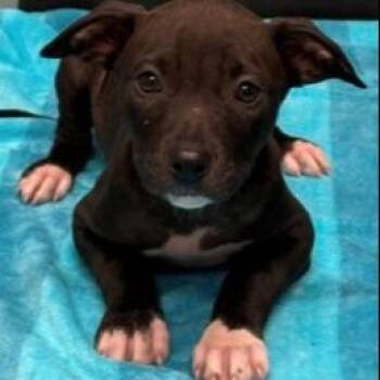 Pit Bull Terrier and Mixed Breed Dogs Available for Adoption in Kansas City, Missouri - McIlroy | PetCurious