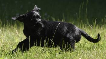 Matty -  Labrador Retriever and Poodle Dog Available for Adoption in Mechanicsburg, Pennsylvania - Matty | PetCurious