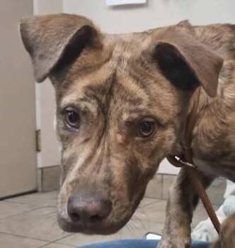Rescue Mixed Breed Dogs for Adoption in Canon City, Colorado - Turkey | PetCurious