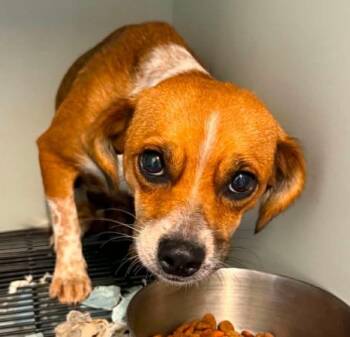 Bess -  Chihuahua and Mixed Breed Dog for Adoption in Warren, Michigan - Bess | PetCurious