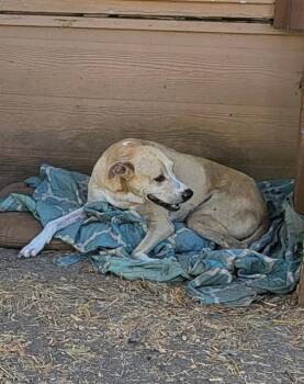 Labrador Retriever Dogs Available for Adoption in San Antonio, Texas - SCOTTY | PetCurious