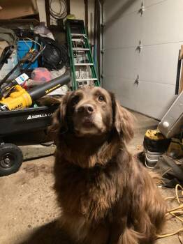 Labrador Retriever and Newfoundland Dog Dogs Available for Adoption in Minneapolis, Minnesota - Grandpa Olaf | PetCurious