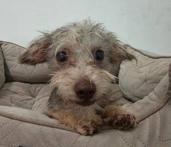 Max -  Miniature Schnauzer and Maltese Dog for Adoption in Manvel, Texas - Max | PetCurious