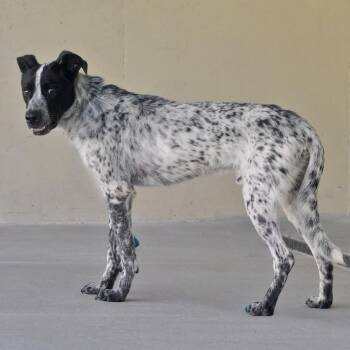 Ranger -  Cattle Dog Dog for Adoption in Ottawa, Kansas - Ranger | PetCurious