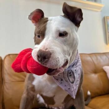 Pixie Dixie the Kissy Little Pixie -  Pit Bull Terrier and Bull Terrier Dog for Adoption in Friendswood, Texas - Pixie Dixie The Kissy Little Pixie | PetCurious