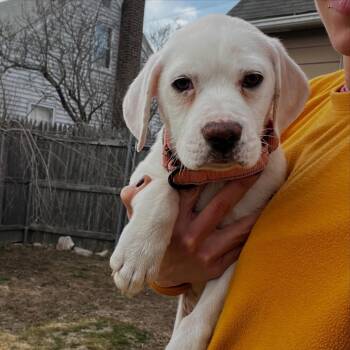 Labrador Retriever and Boxer Dogs Available for Adoption - Sullivan* | PetCurious