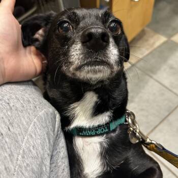 Kiki -  Mixed Breed Dog for Adoption in Chattanooga, Tennessee - Kiki | PetCurious