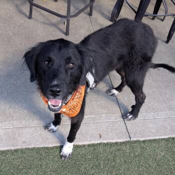 Evelyn -  Retriever Dog for Adoption in Aurora, Illinois - Evelyn | PetCurious