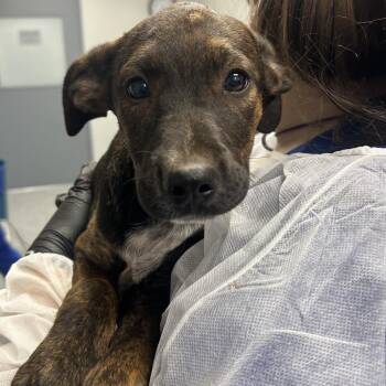 Chucky -  Mixed Breed Dog for Adoption in Greenville, South Carolina - Chucky | PetCurious