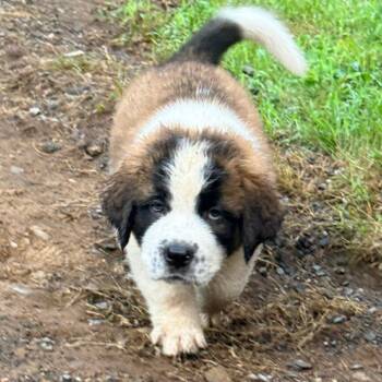 CT Kuri -  Saint Bernard Dog for Adoption in Stormville, New York - CT Kuri | PetCurious