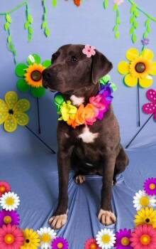 Silvi -  Labrador Retriever and American Staffordshire Terrier Dog for Adoption in Manhasset, New York - Silvi | PetCurious