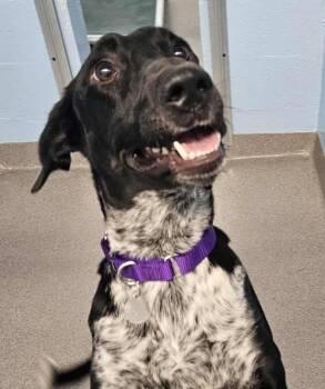 Rescue Hound Dogs for Adoption in Roanoke, Virginia - Tawnie | PetCurious