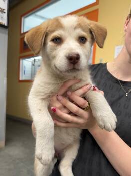Spruce -  Husky Dog for Adoption in Yellowknife, Northwest Territories - Spruce | PetCurious