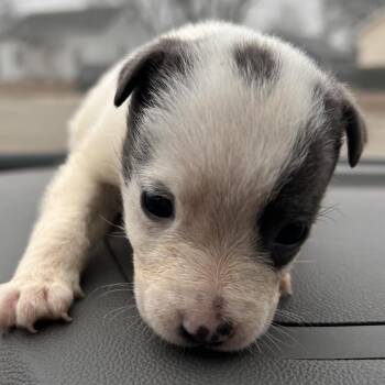 Pit Bull Terrier Dogs Available for Adoption - Athena | PetCurious